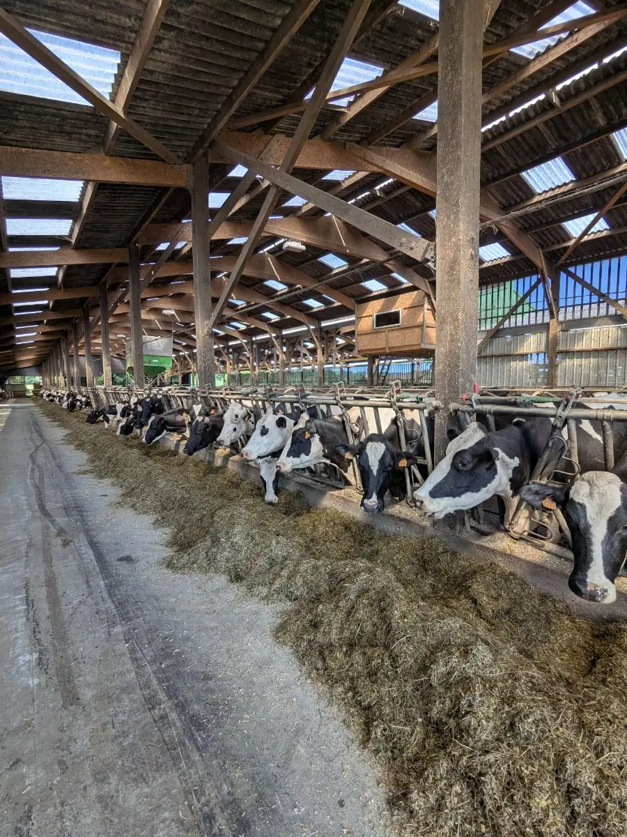 Milk Wars: Why Kenya's Dairy Industry Is Bordering a Lose-Lose Situation