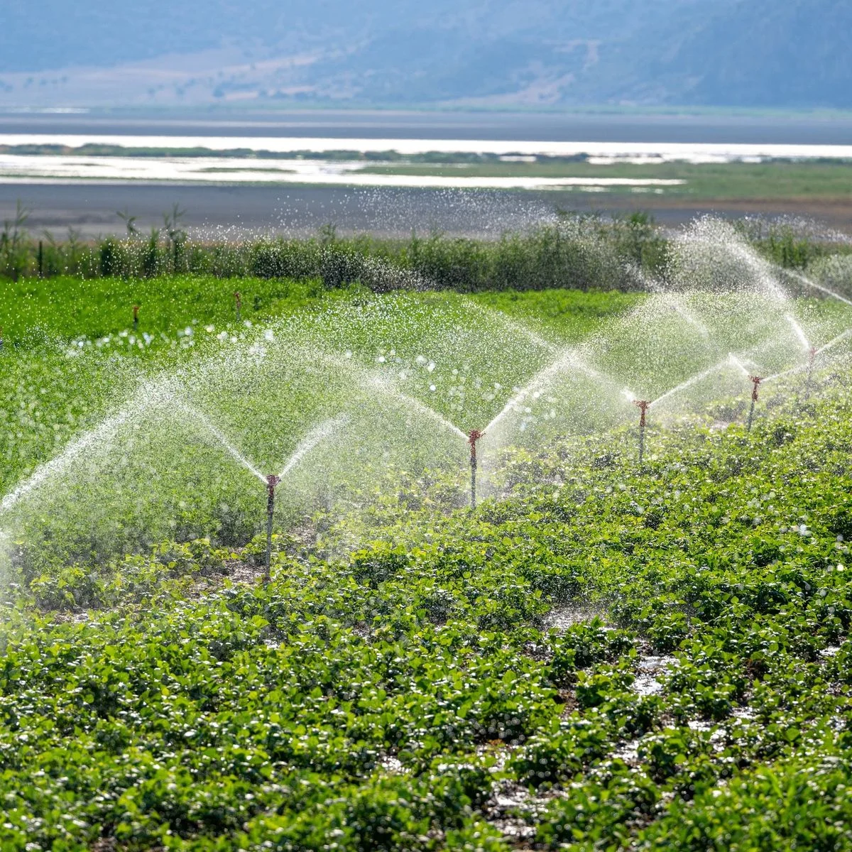 Irrigation services